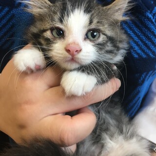 ④かわいい5兄弟（キジ白)