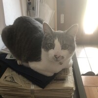 ガブリエル