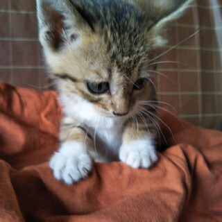 生後1ヶ月半女の子夢ちゃん