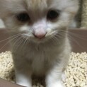 5／15生まれ可愛い長毛仔猫