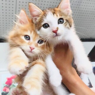 【つぶらな瞳】キジ白丸顔のつきちゃん/生後2ヶ月