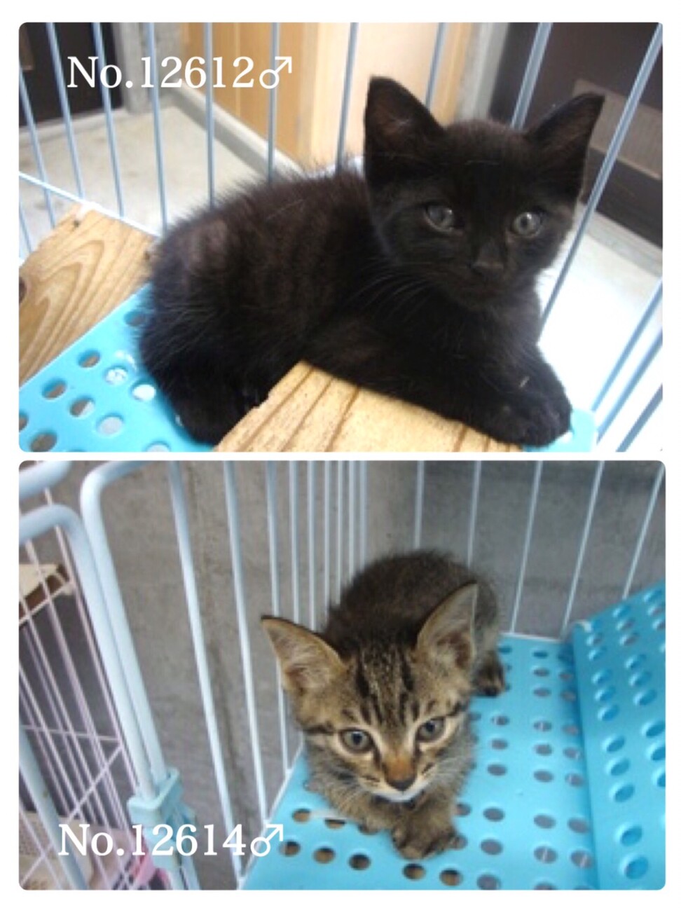 チビ兄弟の僕らが家族を待 長崎県 猫の里親募集 ペットのおうち 月間利用者150万人