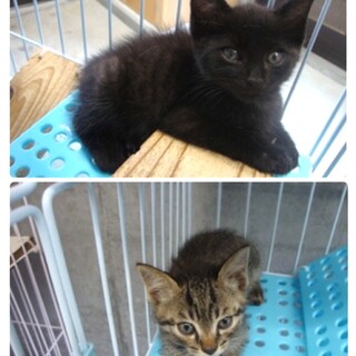 チビ兄弟の僕らが家族を待ってます♡【県外譲渡可】