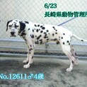 元気なダルメシアンの男の子