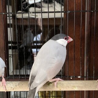 里親募集！文鳥