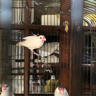 里親募集！白文鳥