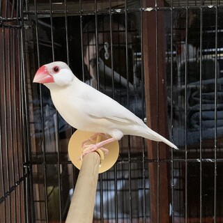 里親募集！シルバー文鳥◎