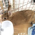 可愛いミニうさぎの男の子