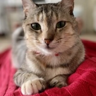 猫初心者様OK甘え上手なニャンコ