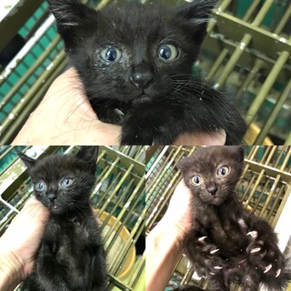 真っ黒３子猫姉妹