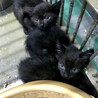 真っ黒３子猫姉妹 サムネイル2