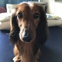 【リアン】応募多数のため、募集を中止します