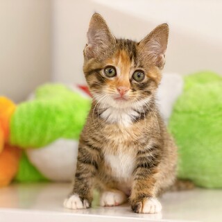 【動画】愛嬌たっぷり可愛いお顔の子猫ちゃん♀