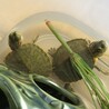 ミドリガメの赤ちゃん3匹 サムネイル6