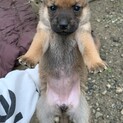元気な子犬たちです