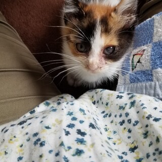 おりこうな赤ちゃん三毛猫