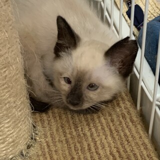 正式譲渡となりました