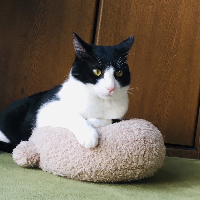 にことものカバー写真