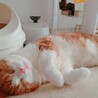 とらまるる