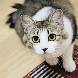 ふわふわ中毛の美形猫さん！