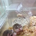 ロボロフスキーハムスター　里親募集