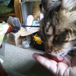 「魅惑の赤い球体食わせろ！」サムネイル2