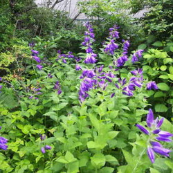 「魅惑の赤い球体食わせろ！」サムネイル3