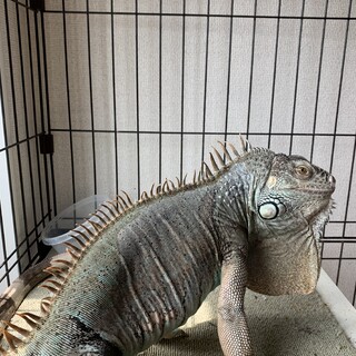 グリーンイグアナ里親募集