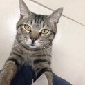 のんびり甘えん坊きじくん