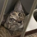 急ぎの里親募集