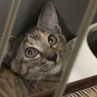 急ぎの里親募集