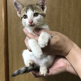 元気もりもり!!女の子の子猫です♡