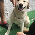 ゴールデンミックスの男の子