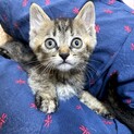 甘えん坊なキジサビ