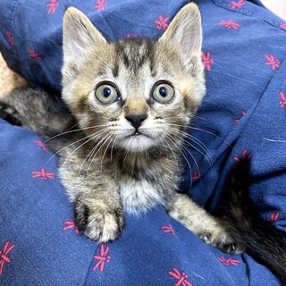 甘えん坊なキジサビ