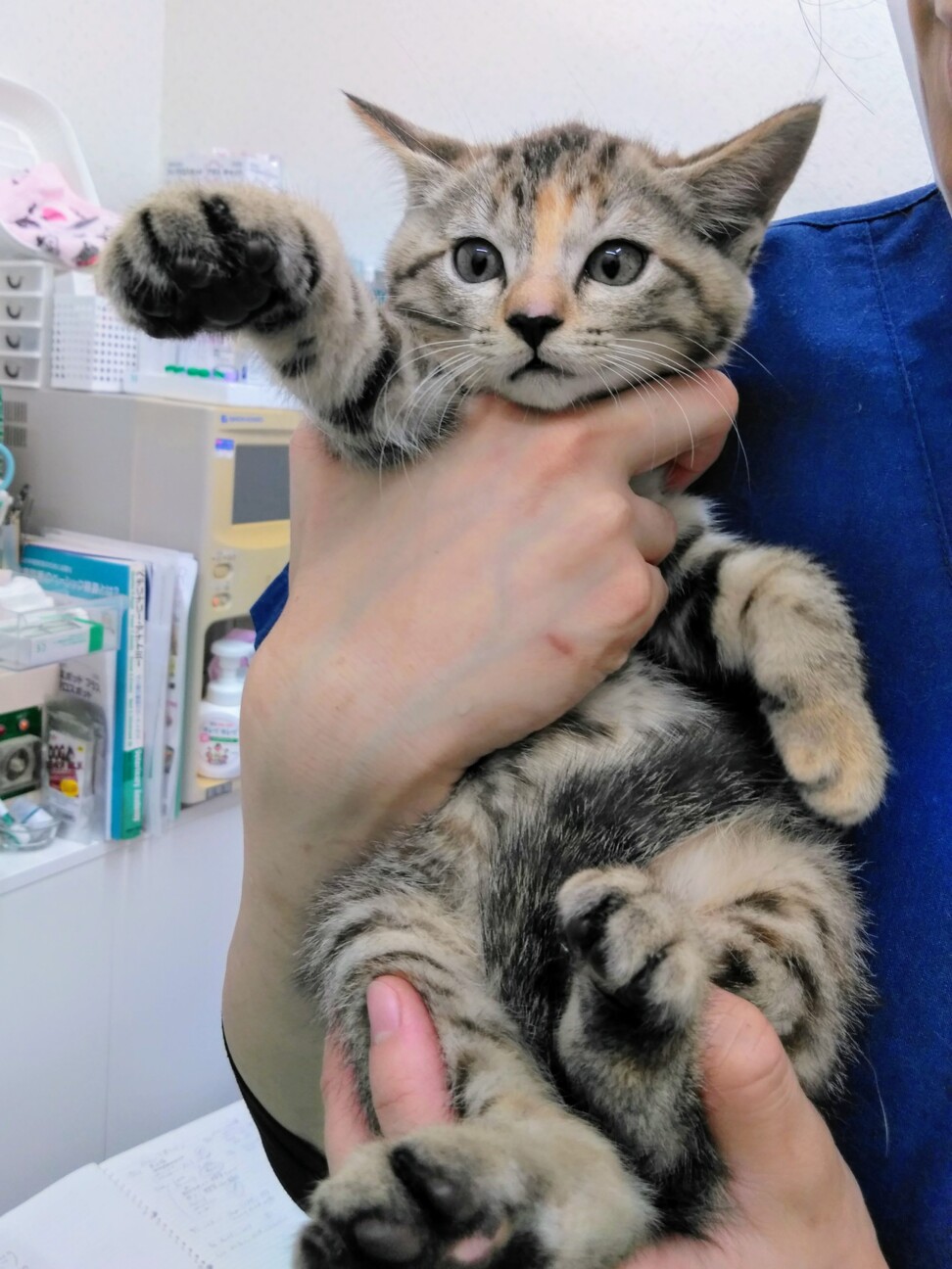 超絶美人兄妹 ハクちゃん 東京都 猫の里親募集 ペットのおうち 月間利用者150万人 超絶美人兄妹 ハクちゃん 東京都 猫の里親募集 ペットのおうち 月間利用者150万人