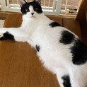 犬同居可イシダイくん　甘えん坊男子です