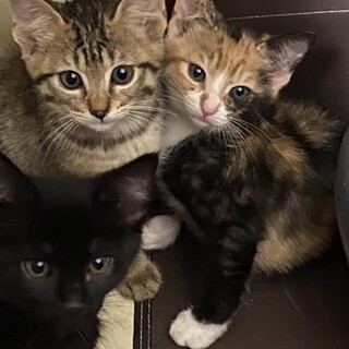 黒猫ちゃんとキジ猫ちゃんの里親様募集