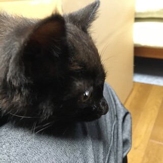 保護猫の里親になってください