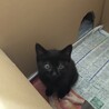 保護猫の里親になってください サムネイル2