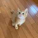 とにかく可愛い茶トラのメル君♡
