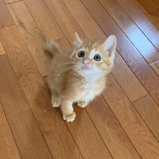 とにかく可愛い茶トラのメル君♡