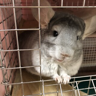 チンチラ♀の里親募集、終了します。