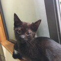 至急！黒猫の子猫ちゃんの里親募集！