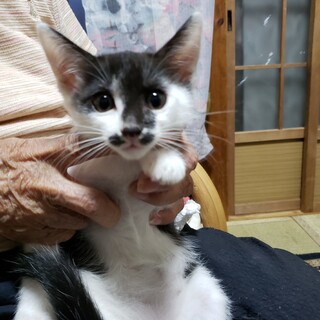 子猫２匹です。ワクチン、手術、マイクロチップ済み
