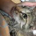 ［一時停止〕フミごろ・長毛種の牡丹ちゃん1才