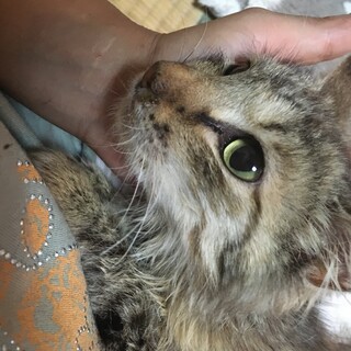 ［一時停止〕フミごろ・長毛種の牡丹ちゃん1才