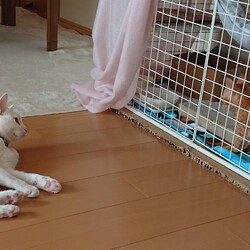 茶葉ず：番茶くん