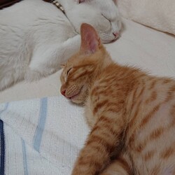 「茶葉ず：番茶くん」サムネイル2