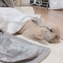 うさぎのモフィー